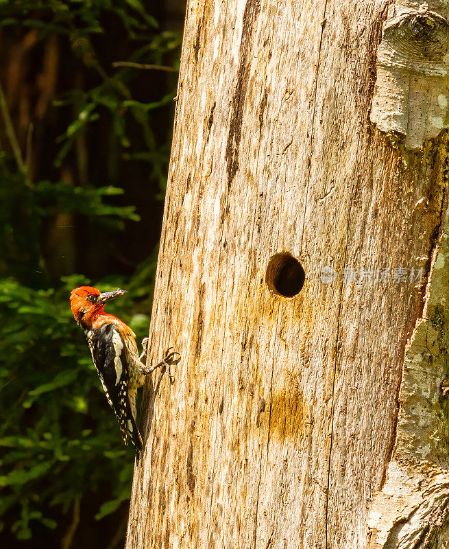 红胸sapsucker (Sphyrapicus ruber)是一种中型啄木鸟，生活在北美西海岸的森林里。加州索诺玛县的盐点州立公园。